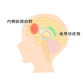 内側前頭前野と後帯状皮質の位置