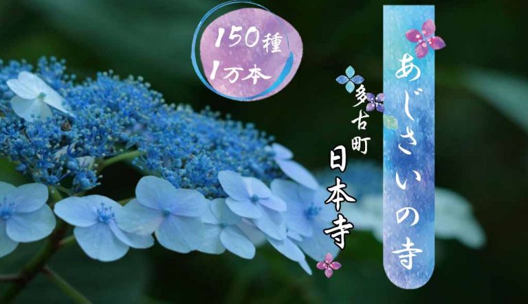 穴場 必見 紫陽花を見るなら千葉 あじさいの寺 日本寺 得得サイト