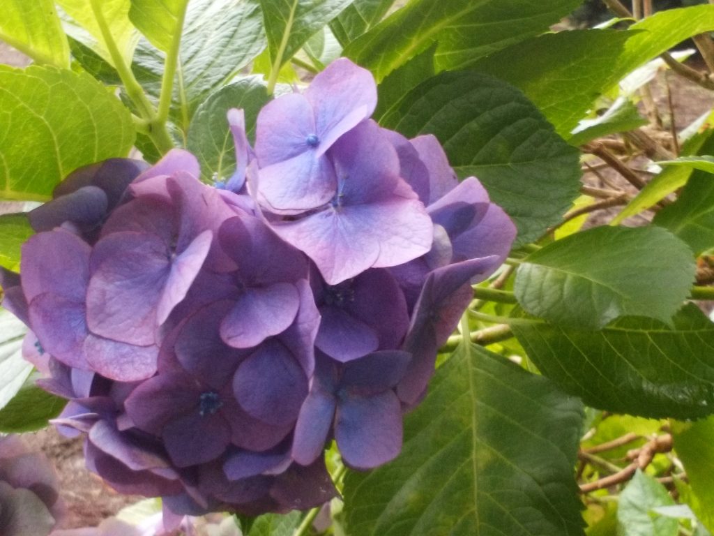 ホンアジサイ（紫2）