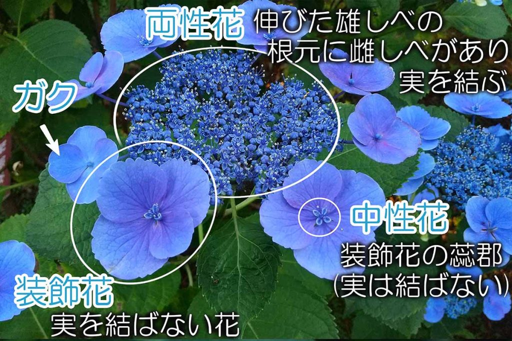 紫陽花の花の構造